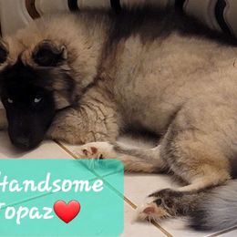 Topaz - Agouti and white Siberian Husky puppy in Meridian, Mississippi from JJ's Huskies