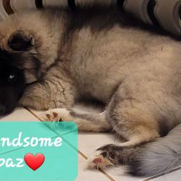 Topaz - Agouti and white Siberian Husky puppy in Meridian, Mississippi from JJ's Huskies