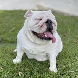 Stella - Bulldog