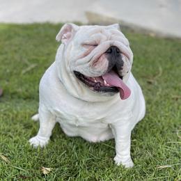 Stella - Bulldog