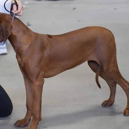 Rhodesian Ridgeback Puppies from Supernova Ridgebacks