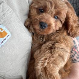 Vino (male - orange collar) - Red male Cavapoo puppy in Gilbert, Arizona from Azteddybeardoodles
