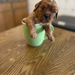 Cavalier King Charles Spaniel Puppies from Colorful Cavaliers