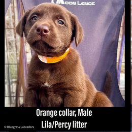 Labrador Retriever Puppies from Bluegrass Labradors