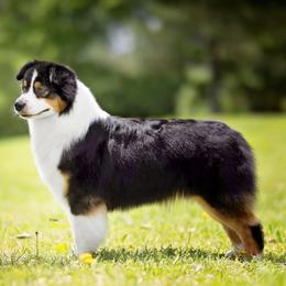 Tryst - Australian Shepherd