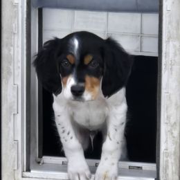 Hunter - Blue belton and tan (tri-color) male English Setter puppy in Morrice, Michigan from Wild Bird Setters