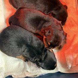 Justify - Black and mahogany Rottweiler puppy in Hamburg, New York from World Class Rottweilers And French bulldogs