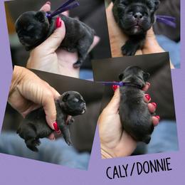 Purple collar - Brindle female French Bulldog puppy in Polk City, Florida from Best Friend Frenchies, LLC