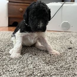 Aussiedoodle and Poodle Puppies from Covington Acres