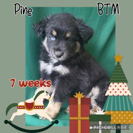 Pine - Black Australian Shepherd puppy in Hillsboro, Missouri from Consider the Lilies Homestead