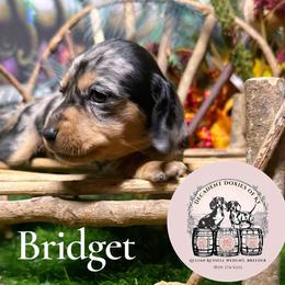 Bridget - Dapple female Dachshund puppy in Mt. Sterling, Kentucky from Decadent Doxies of KY