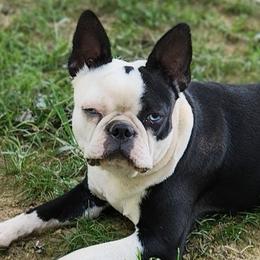 Reba - Boston Terrier