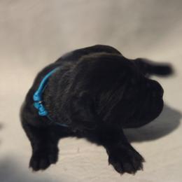 Teal blue collar - Brindle female Great Dane puppy in Mineola, Texas from RC Ranch Great Danes And Cane Corsos