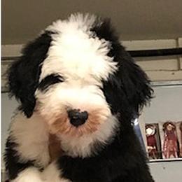 Old English Sheepdog Puppies from Bizzeeboots OES