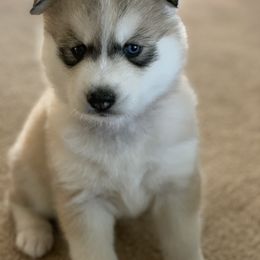 Siberian Husky Puppies from TCE HUSKIES