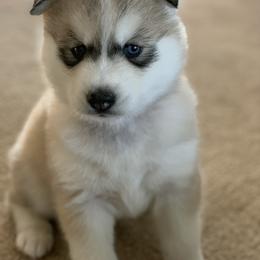 Siberian Husky Puppies from TCE HUSKIES