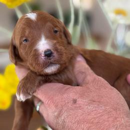 Lola - Red  female Goldendoodle puppy in Yuciapa, California from AlltheDoodlez_