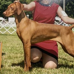 Vizsla All Grown Up from Marwin Vizslas