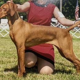 Vizsla All Grown Up from Marwin Vizslas