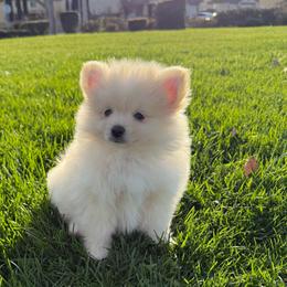 Frost - Cream male Pomeranian puppy in San Jacinto, California from Savvypomeranians