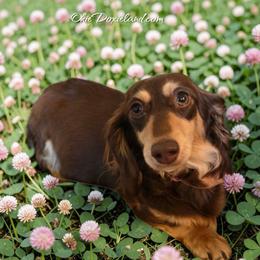 Clover - Dachshund