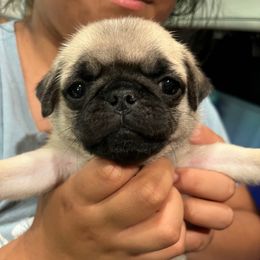 Nutmeg - Fawn female Pug puppy in Black Mtn, North Carolina from Southern Pugs