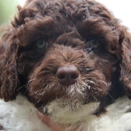 Portuguese Water Dog Puppies from Seawind Portuguese Water Dogs     (We have 2 females avaliable)