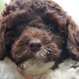 Portuguese Water Dog Puppies from Seawind Portuguese Water Dogs     (We have 2 females avaliable)