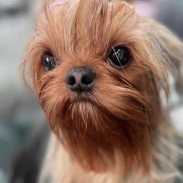 Bibi - Yorkshire Terrier