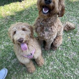 Goldendoodle Puppies from Lundee Doodles