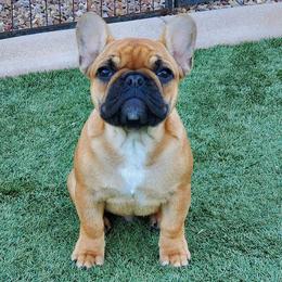French Bulldog Puppies from Legend French Bulldogs