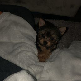 Great Dane and Yorkshire Terrier Puppies from Graham’s Danes