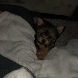Great Dane and Yorkshire Terrier Puppies from Graham’s Danes