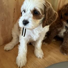 Brown collar - Red and white male Cockapoo puppy in Wesson, Mississippi from Southern Country Doodles