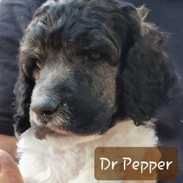 Dr Pepper (brown collar) - Brindle male Poodle puppy in Madison, Wisconsin from Blue Moon Standard Poodles