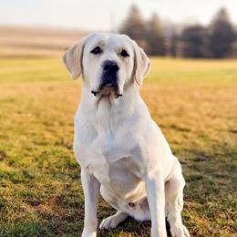 Gus - Labrador Retriever