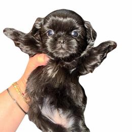 Blue gray - Black female Shih Tzu puppy in Citrus Heights, California from The Lion dog Shih Tzu