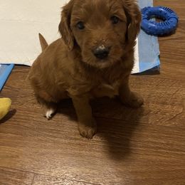 Goldendoodle Puppies from Dapper Doodles of Tennessee