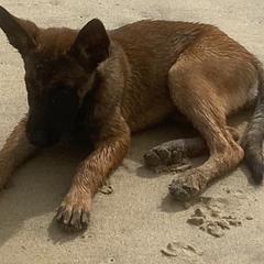 Belgian Malinois and Rottweilers from Pawgressive Canine Institution