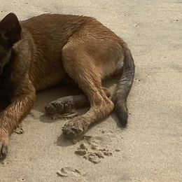 Belgian Malinois and Rottweilers from Pawgressive Canine Institution