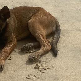 Belgian Malinois and Rottweilers from Pawgressive Canine Institution