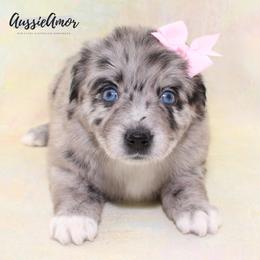 Bi Blue Merle Long tail 2 Blue eyes - Blue merle female Miniature Australian Shepherd puppy in Pinehurst, Texas from Aussie Amor