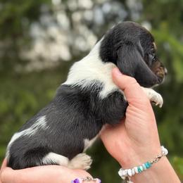 Female 2 - Black brown and white female Basset Hound puppy in Lindley, New York from Hill Top Basset Hounds & Cane Corso