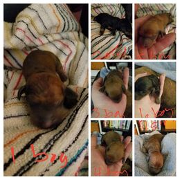 Dachshund Puppies from Grand River Dachshunds