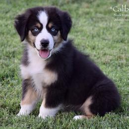 Caliber - Black tri male Miniature Australian Shepherd puppy in Evant, Texas from Lazy VT Bar Ranch