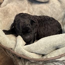 Violet - Black female Labradoodle puppy in Bruceton Mills, West Virginia from Adonai Ra'ah Farms