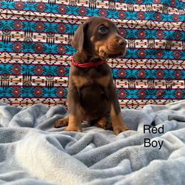 Red Boy - Red and rust male Doberman Pinscher puppy in Knox, Indiana from Double River Dobermans