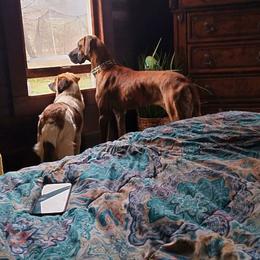 Zira - Great Dane