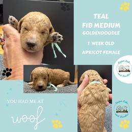 Skye: Teal Collar - Apricot female Goldendoodle puppy in Raceland, Louisiana from Cajun Doodles