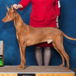 Pharaoh Hounds from Kaije Kennels - AKC Breeder of Merit - Bronze